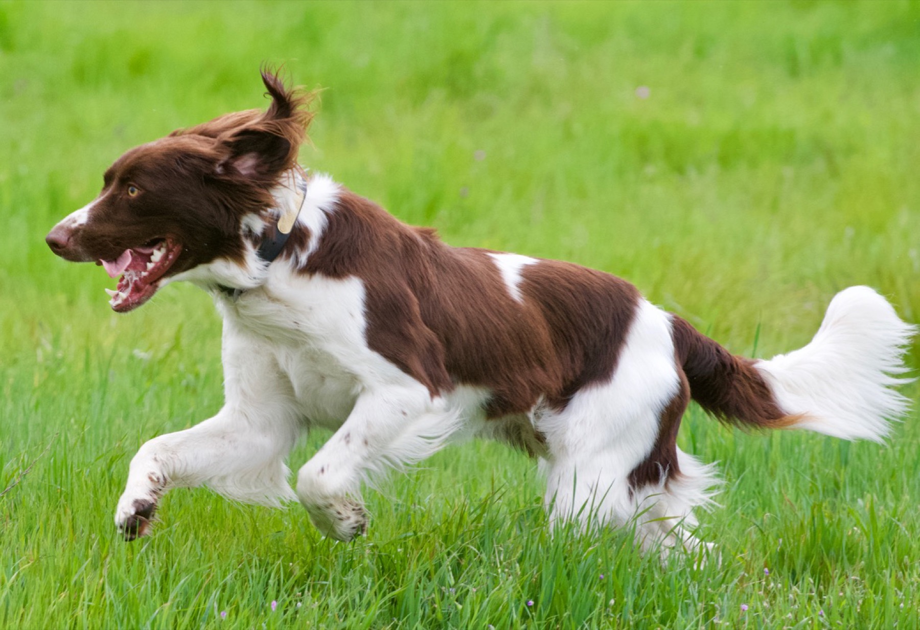 A Drent running through the grass