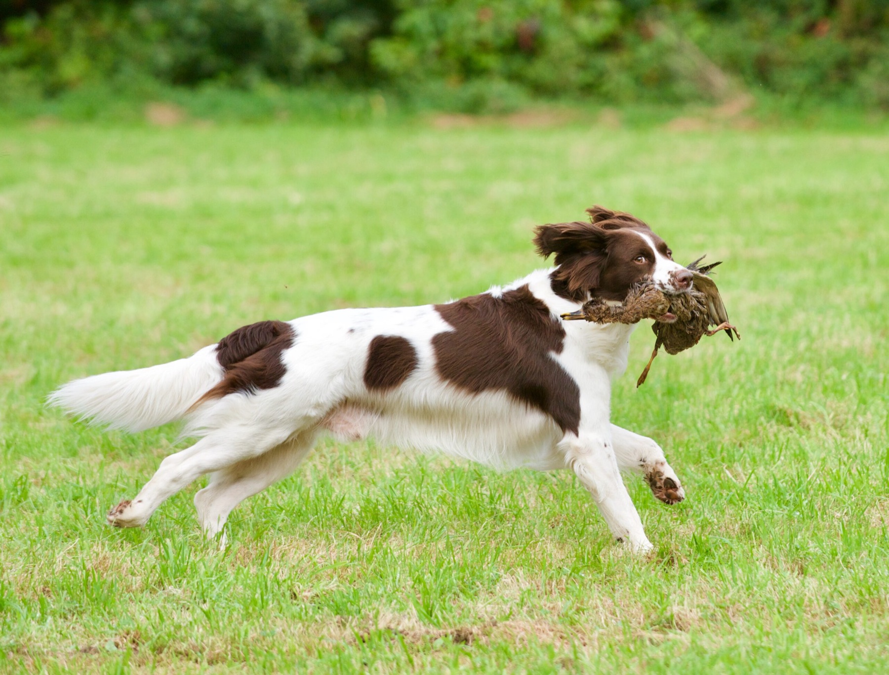 Sam retrieving a bird