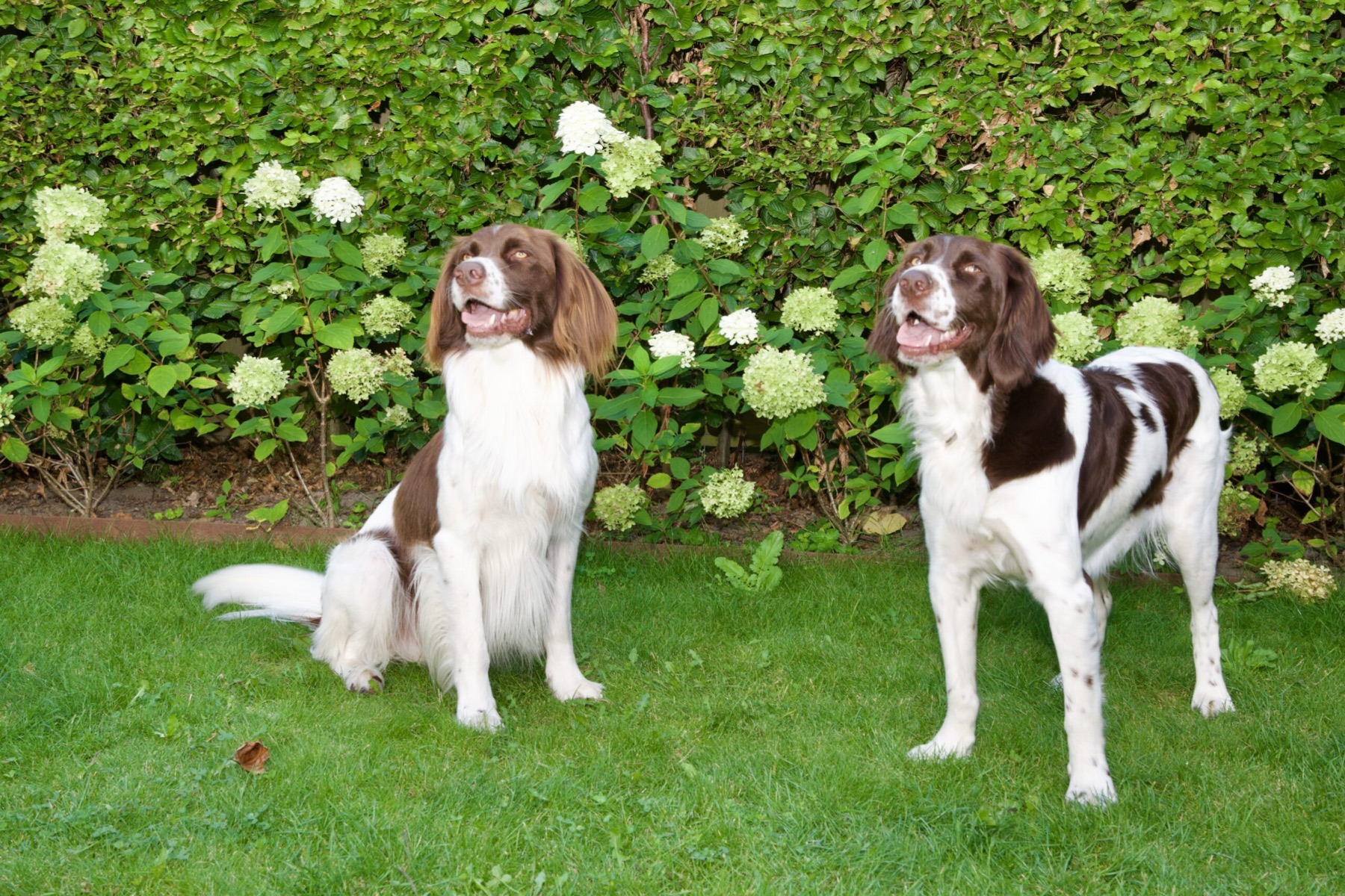 Two Drents in the garden